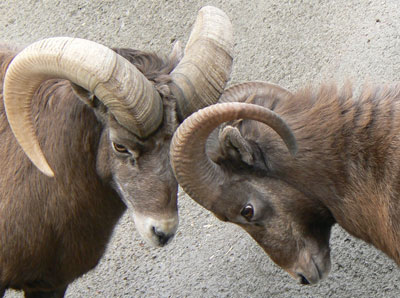 Big Horn Sheep Ceremonial Head Butt